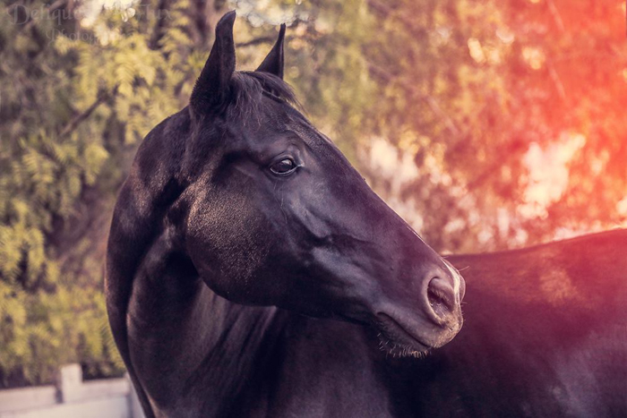 15 Horse Photography Tips for Beautiful Photos