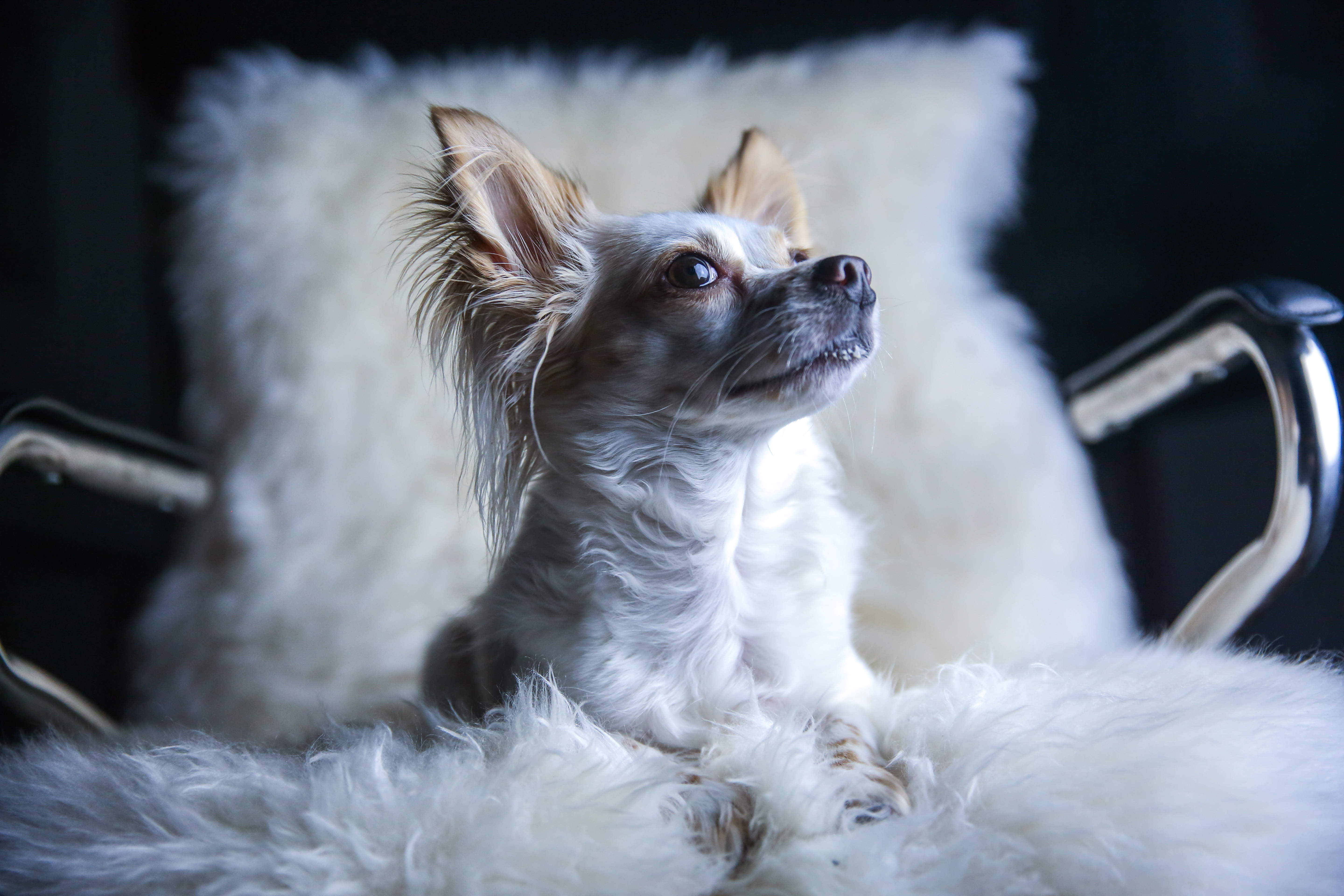 7 Best Pet Photography Lighting Setups With One Light & Tips