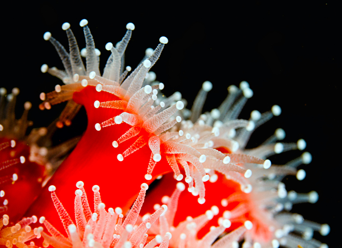 underwater macro photography of a sea anemone
