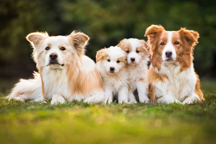 15 Best Dog Photography Tips (For Perfect Pet Portraits)