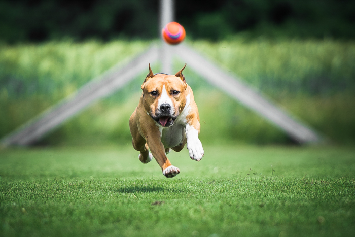 15 Best Dog Photography Tips (For Perfect Pet Portraits)