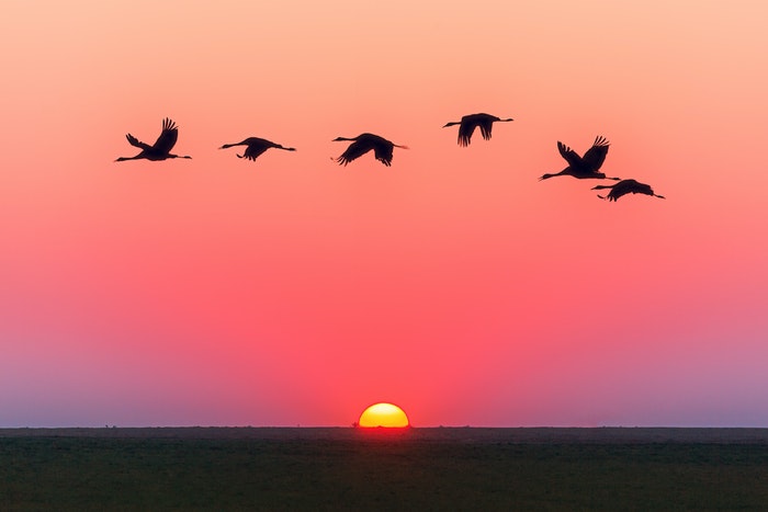 Birds flying across a sunset to illustrate landscape photography settings for wildlife