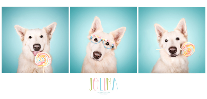 Triptych of a white dog with a lollipop