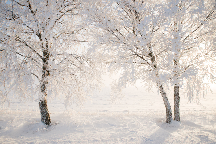 14 Snow Photography Tips for Wonderful Winter Photos
