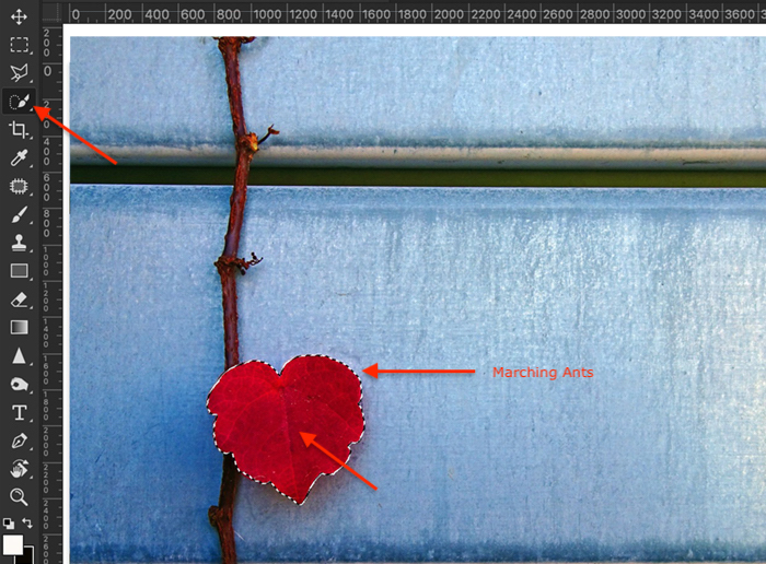 Image of Quick Selection tool on a red ivy leaf as a first step in Photoshop selective color process