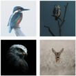 25-most-influential-bird-photographers-to-follow-in-2026