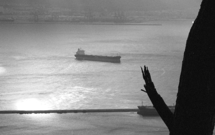 A tree near a large body of water.
