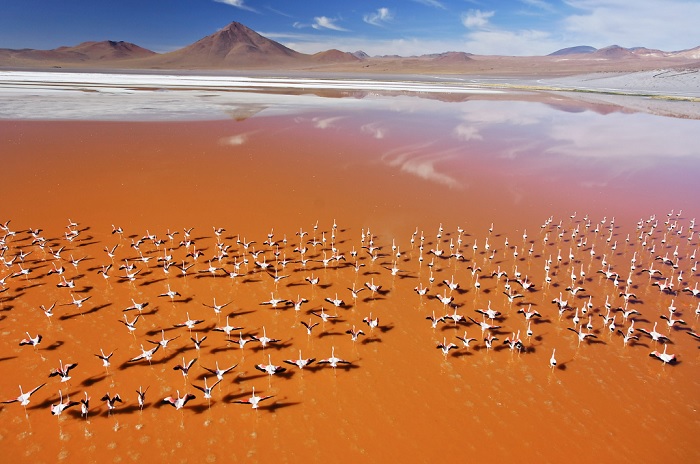 Aerial shot of flamingos in mountain plateau
