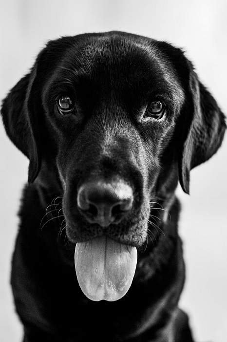 Close portrait of black Labrador