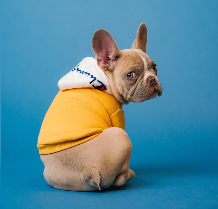 French bulldog in yellow hoodie in front of blue backdrop