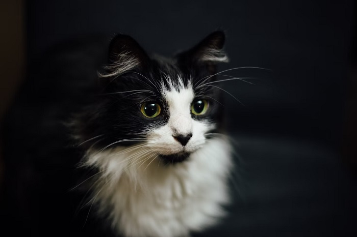 Portrait of black and white cat