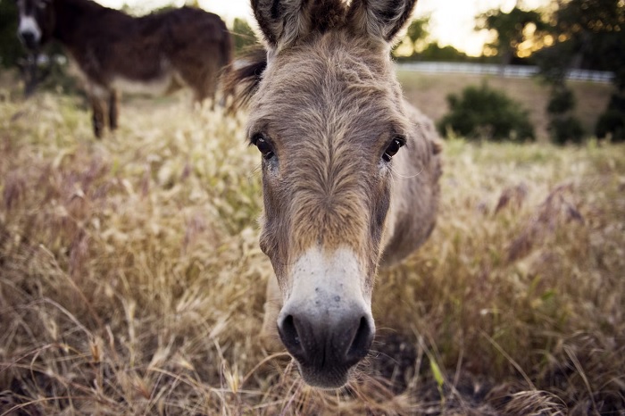 Portrait of a donkey